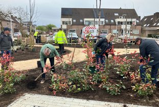 Meerdere personen planten groen in een perkje.