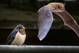 Zwaluw en vleermuis