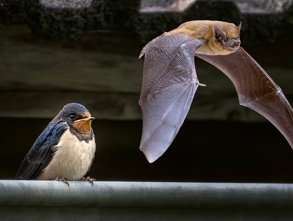 Zwaluw en vleermuis